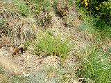 DSCF0049.JPG